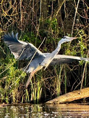 Heron- click for photo gallery